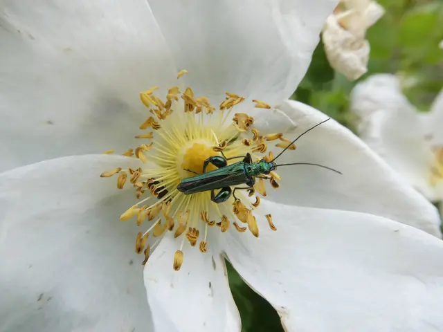 Oedemera nobilis | Foto: Helmut Brehm