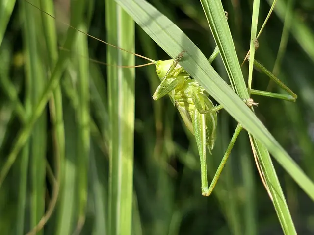 Foto: Heidrun Rosenberger