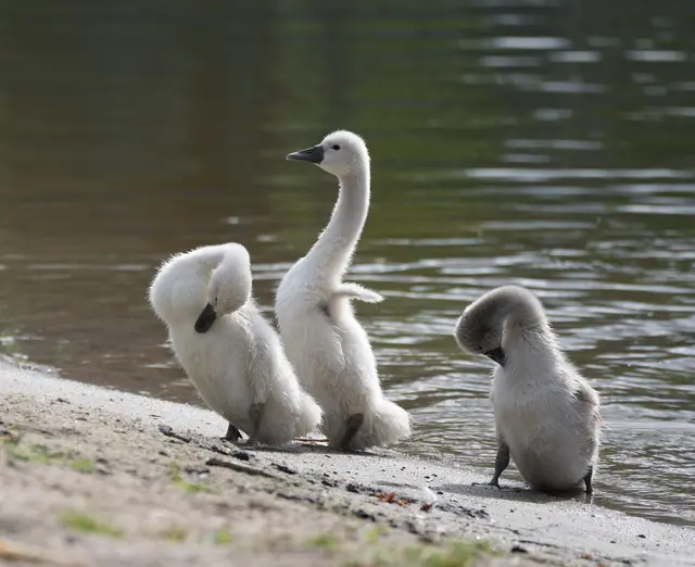 Küken Schwan Schwanenküken