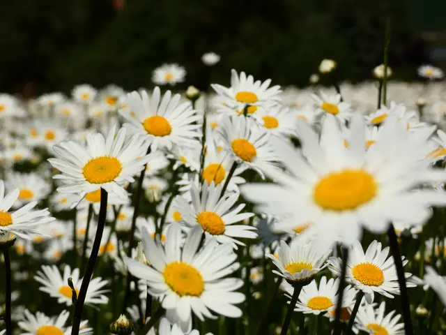 Hübsche Margeriten zeigen ihr sonniges Gesicht .  | Foto: sigischlottke