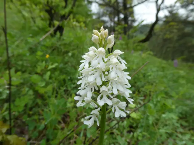 Helm-Knabenkraut/Weisses Knäblein/Orchis militaris var. alba | Foto: Helmut Brehm