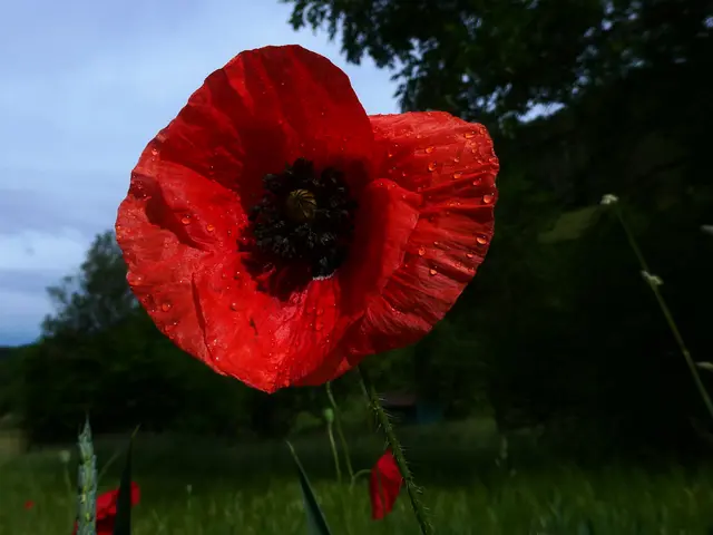 Klatschmohn nach dem Regen | Foto: Helmut Brehm