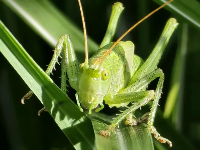 Foto: Heidrun Rosenberger