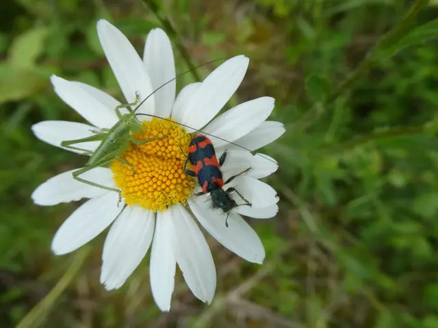 Trichodes alvearius  und Laubheuschrecke | Foto: Helmut Brehm