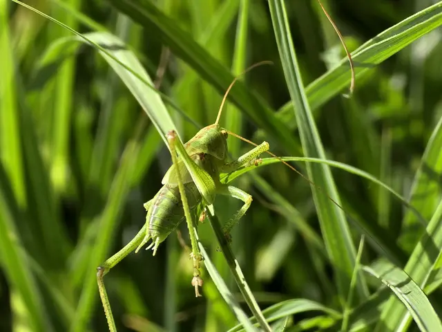 Foto: Heidrun Rosenberger