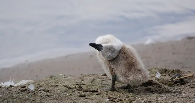 Küken Schwan Schwanenküken