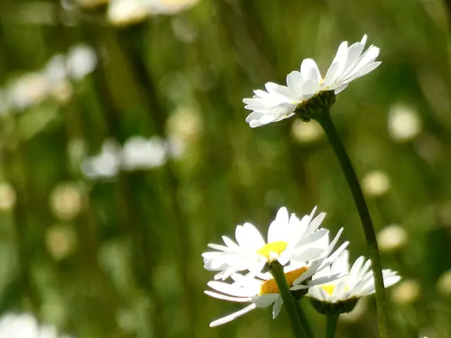 Jede einzelne Blüte ist wunderschön.   | Foto: sigischlottke