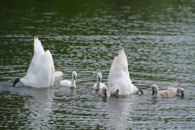 Schwanenküken Küken Schwan Tier Vogel