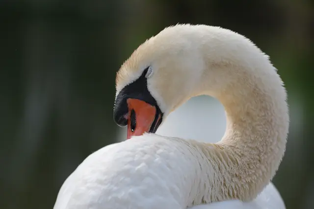 Schwan