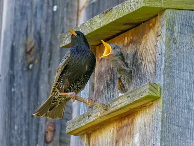 Mama!!!!!Jetzt fütter doch endlich!!! | Foto: Eigenes Bild TB