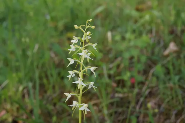 Waldhyazinthe | Foto: Helmut Brehm