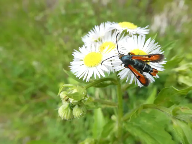 Glasflügler/Pyropteron chrysidiformis | Foto: Helmut Brehm