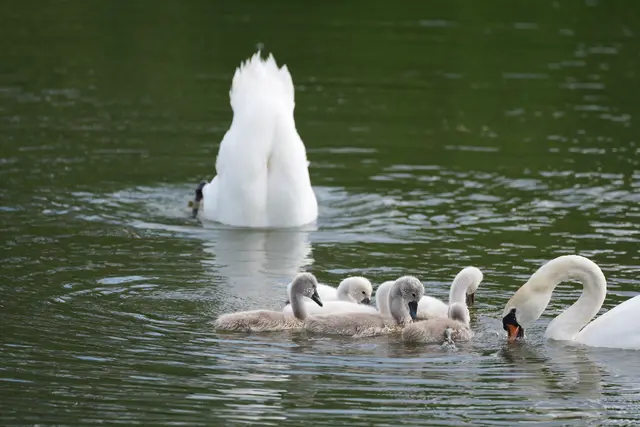 Schwan Fütterung Tier Jungtier Küken