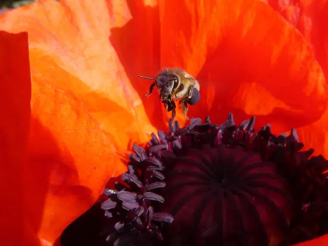 Biene im Anflug auf Mohn | Foto: Helmut Brehm
