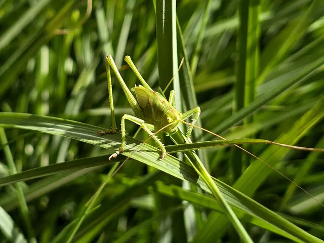Foto: Heidrun Rosenberger