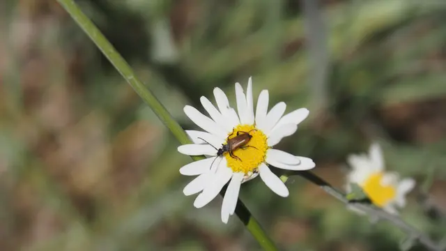 Ein Käferchen findet die Margerite auch sehr fein 😊.  | Foto: Rainer Göser 