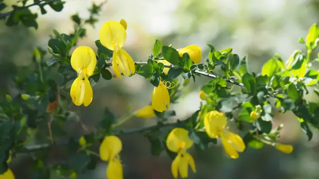 Wunderschöne Ginsterblüten.  | Foto: Rainer Göser 