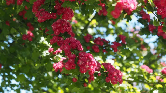 Herrliche Rosen 🌹 🌹 🌹.  | Foto: Rainer Göser 