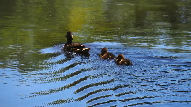 Der Entenfamilie gefällt es hier auch.   | Foto: Rainer Göser 