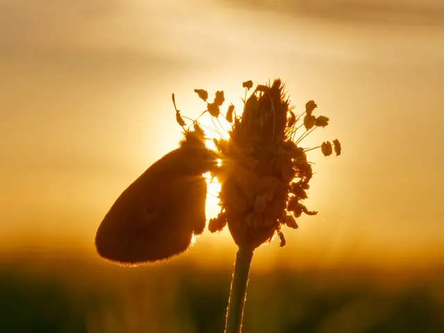 Schmetterling auf einer Spitzwegerichblüte im Gegenlicht.