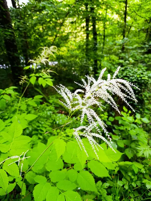 Das Waldgeißblatt auf dem Rückweg kurz vor Obergruppenbach | Foto: WandernGabyErich