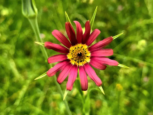 Haferwurzel - was für eine wundervolle Blüte | Foto: Heidrun Rosenberger