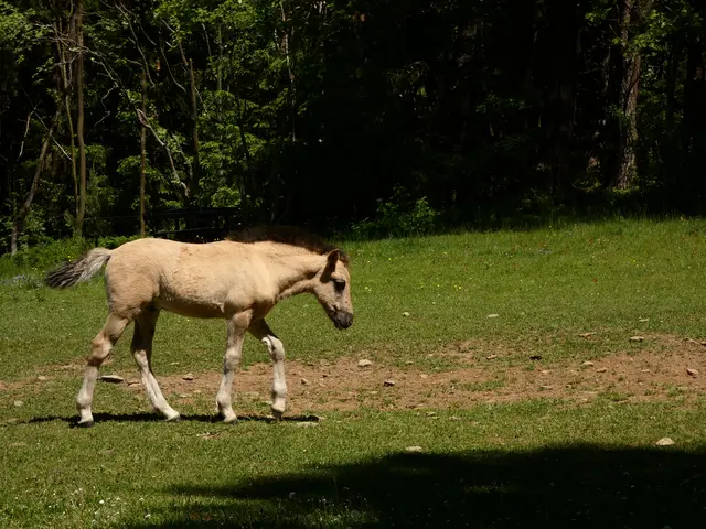 Wir kommen an einer Weide vorbei,  auf der eine ganze Herde von Pferden grast.  Dieses Jungtier trottelt grade zu seiner Mutter.   | Foto: sigischlottke