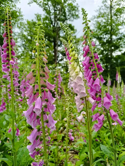 Doch der Fingerhut blüht weiter sehr üppig im angrenzenden Gebiet, das Farbspektrum von strahlendem Weiss bis zu intensiven Pink | Foto: Aurelia Kling