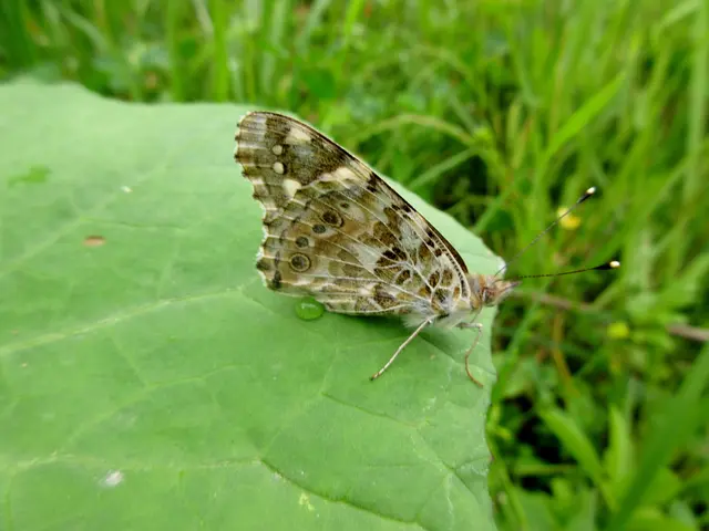 Distelfalter | Foto: WandernGabyErich