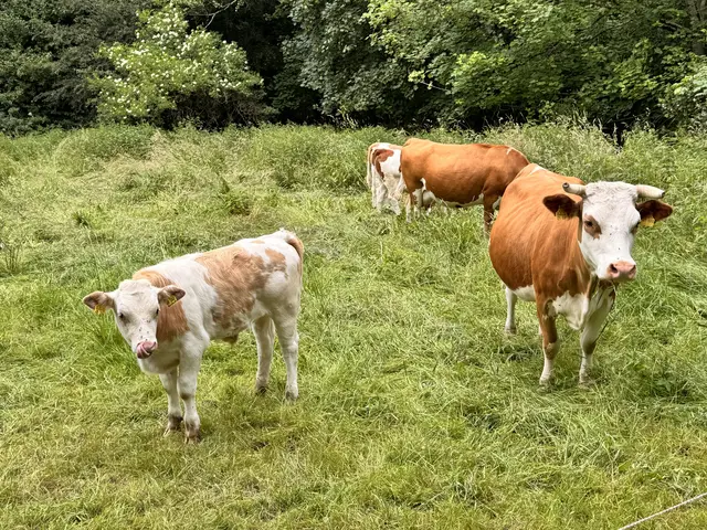 Foto: Heide Böllinger aus Bad Friedrichshall