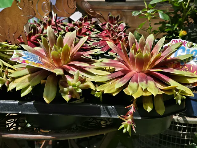 Sempervivum Gigants "Gold Mine" | Foto: Heidrun Rosenberger