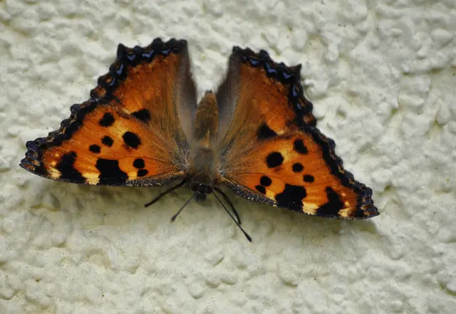 Schmetterling: Großer Fuchs