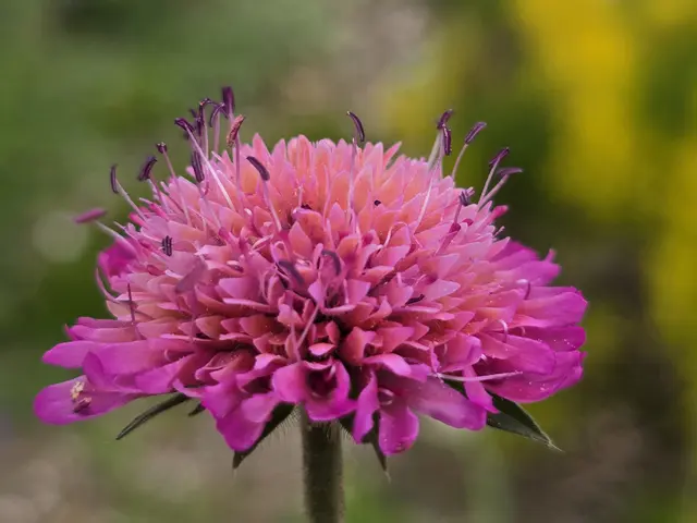 Mazedonische Witwenblume rosa | Foto: Heidrun Rosenberger