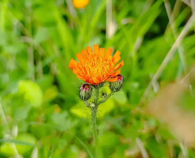Das orangrote Habichtskraut | Foto: Aurelia Kling