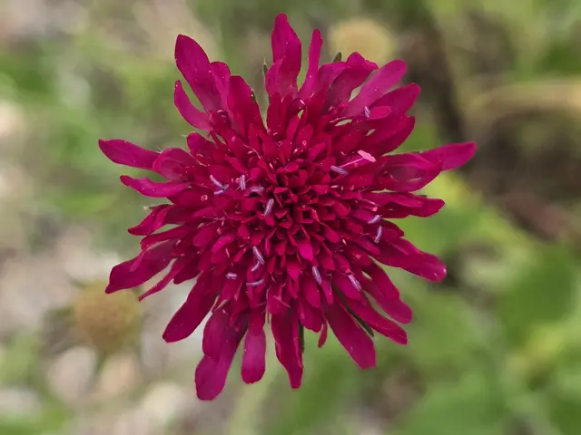 Mazedonische Witwenblume rot | Foto: Heidrun Rosenberger