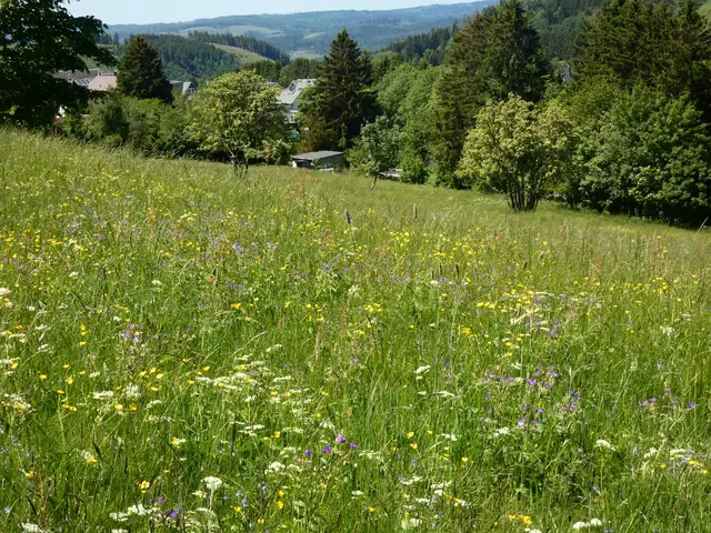Bunt sind die Wiesen..... | Foto: sigischlottke