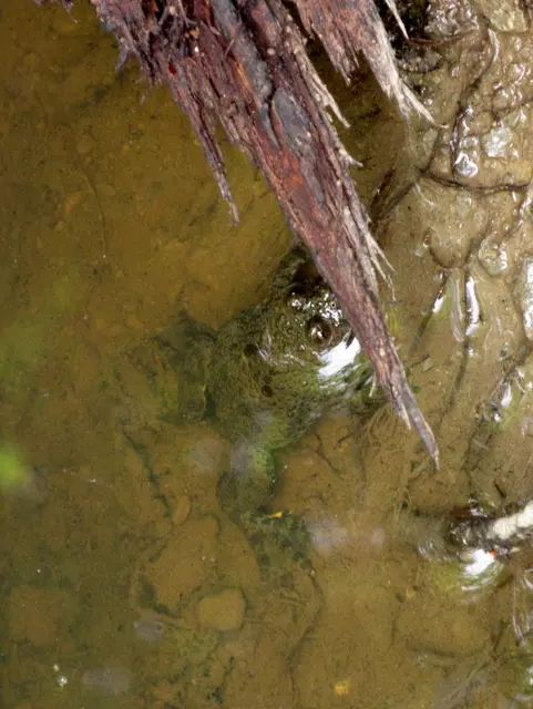 In einer großen Pfütze am Wegesrand wurden die Gelbbauchunken entdeckt. | Foto: WandernGabyErich