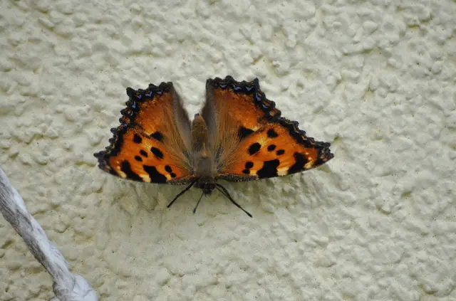 Schmetterling: Großer Fuchs
