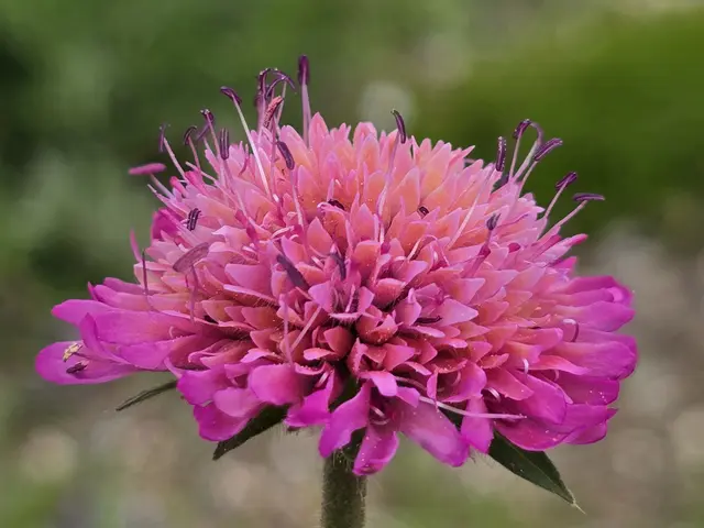 Mazedonische Witwenblume rosa | Foto: Heidrun Rosenberger