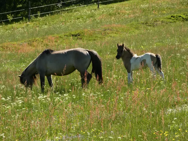 Mutter Pferd und ihrem Fohlen scheint es hier zu schmecken 😋.  | Foto: sigischlottke