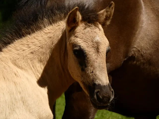 Mutter Pferd wartet schon...
 | Foto: sigischlottke