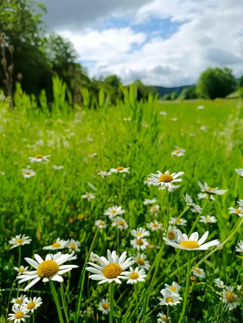 Auch die Wiesenblumen wie die Margarite werden bei den Wanderungen beachtet und in Szene gesetzt | Foto: Aurelia Kling