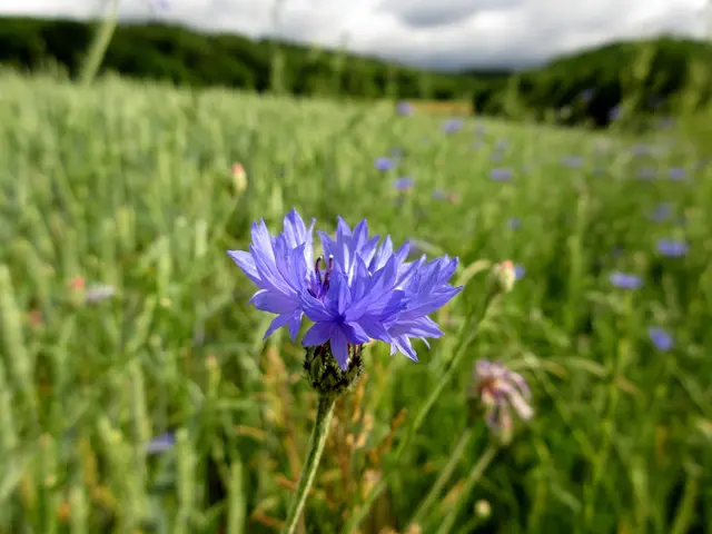 Kornblume | Foto: WandernGabyErich