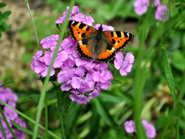 Schmetterling: Kleiner Fuchs