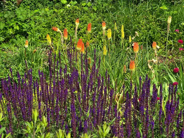 Hain-Salbei und Garten-Fackellilien | Foto: Heidrun Rosenberger