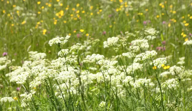 Fluffiges weißes Kraut  - den Namen weiß ich leider nicht.   | Foto: sigischlottke