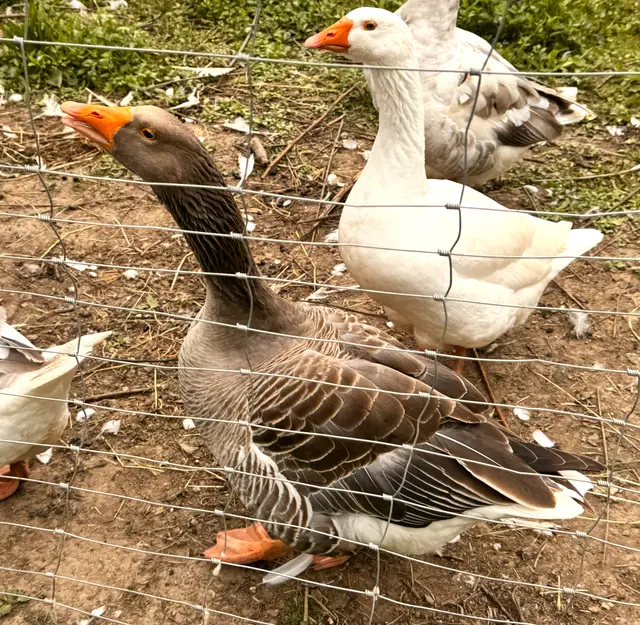Foto: Heide Böllinger aus Bad Friedrichshall