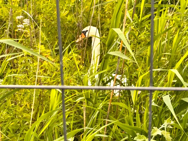 Foto: Heide Böllinger aus Bad Friedrichshall