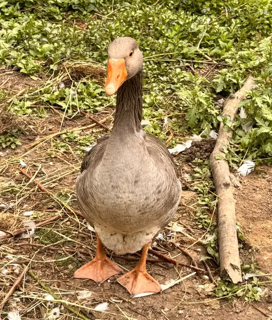 Foto: Heide Böllinger aus Bad Friedrichshall