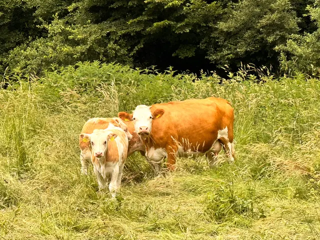 Foto: Heide Böllinger aus Bad Friedrichshall